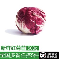 红菊苣500g 落地红球生菜 新鲜蔬菜生菜沙拉食材